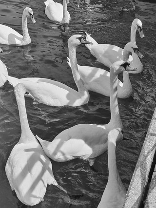 Genève   |   2  /  2    |